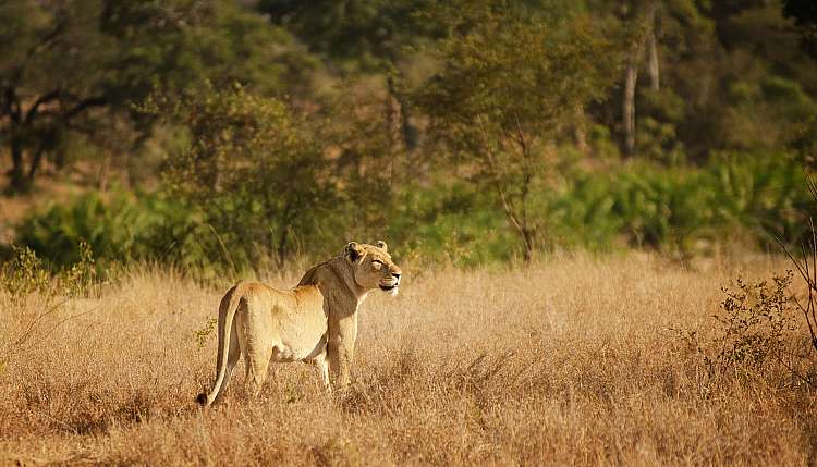 Sudafrica. Safari in Sudafrica low-cost nel Parco Nazionale Kruger (A)
