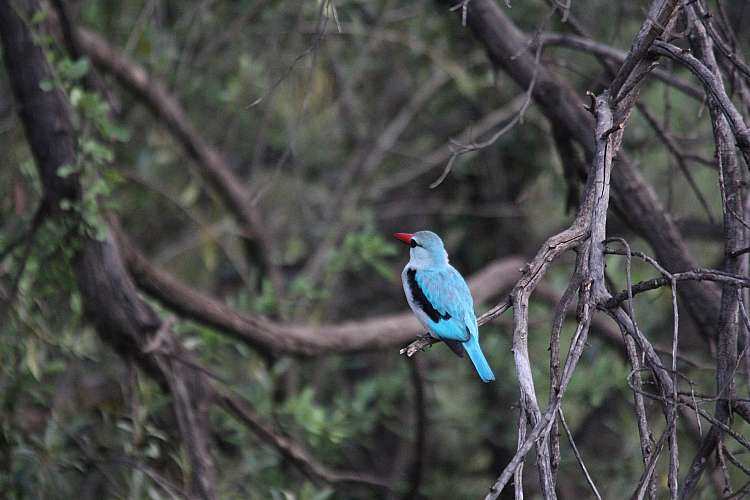 Sudafrica. Safari in Sudafrica low-cost nel Parco Nazionale Kruger (A)
