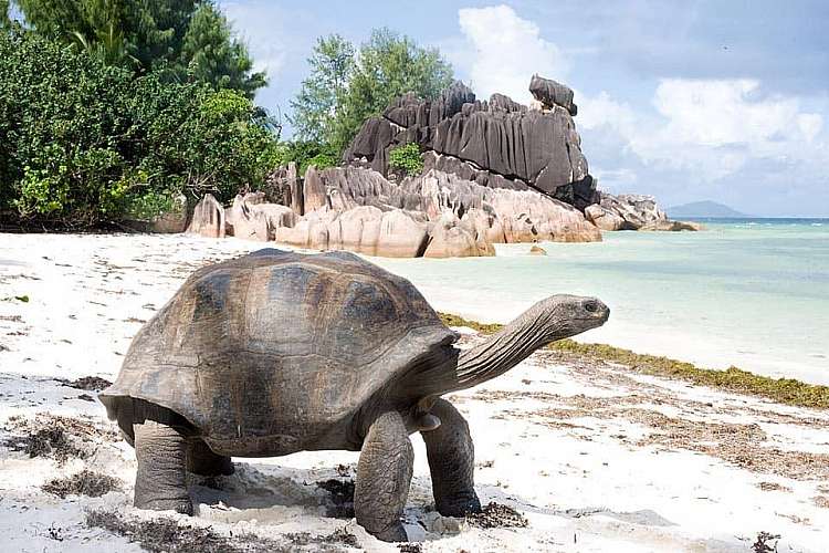 seychelles