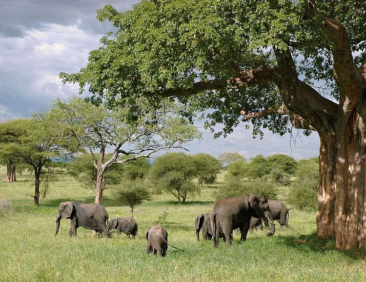 Tanzania del Sud Safari Dell'ippopotamo Parchi Selous E Ruaha A