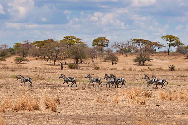 Tanzania del Sud Safari Dell'ippopotamo Parchi Selous E Ruaha A