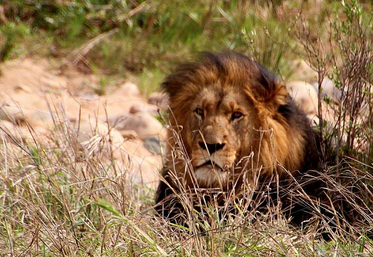 Sudafrica. Safari di gruppo. avventura di 11 giorni 10 notti (A)