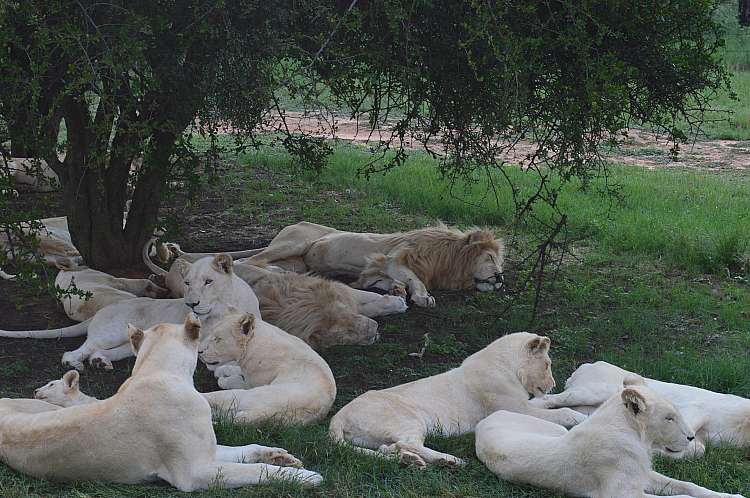 Sudafrica. Safari di gruppo. avventura di 11 giorni 10 notti (A)