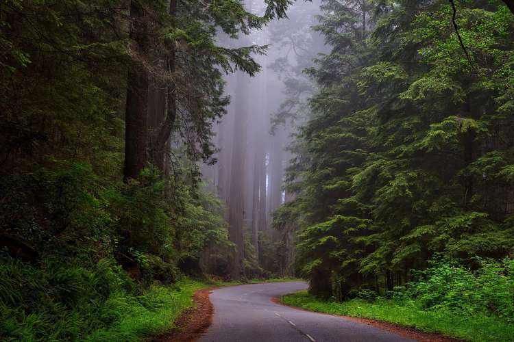 Redwood NP