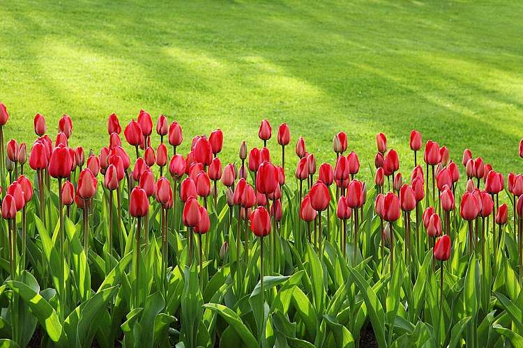 Amsterdam tra i Tulipani in Fiore a partire da soli 525 euro