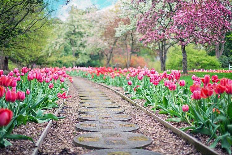 Amsterdam tra i Tulipani in Fiore a partire da soli 525 euro