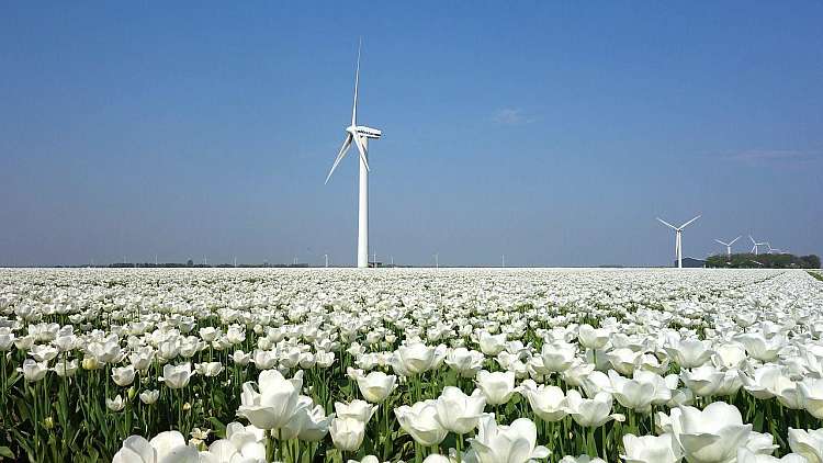 Amsterdam tra i Tulipani in Fiore a partire da soli 525 euro