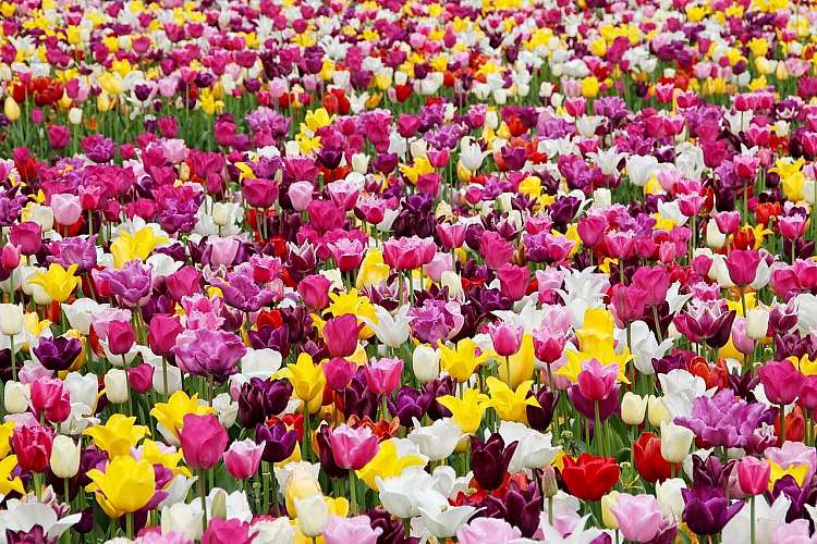 Amsterdam tra i Tulipani in Fiore a partire da soli 525 euro