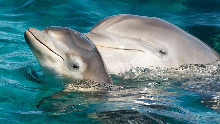 Delfini