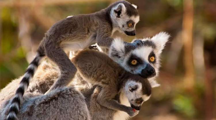 Lemuri