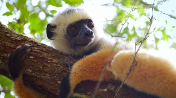 Lemuri
