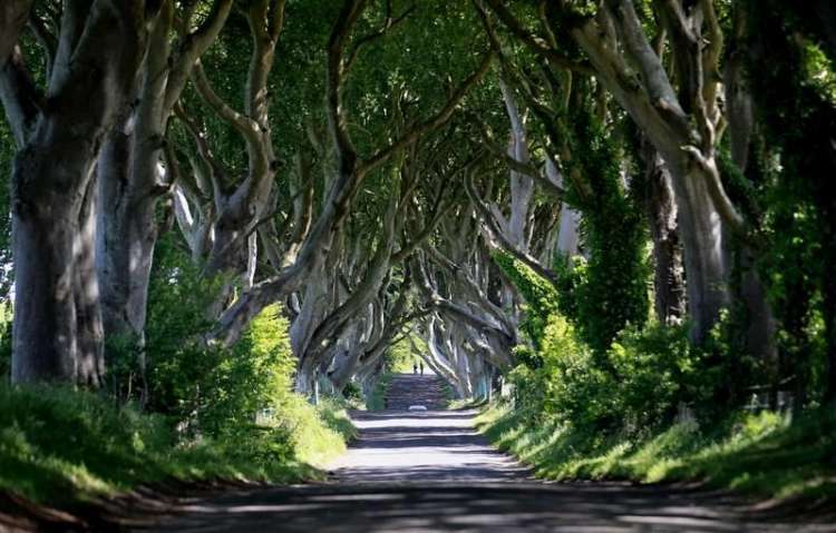 The Dark Hedges