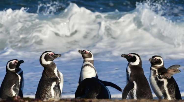 Cammineremo tra i Pinguini!!