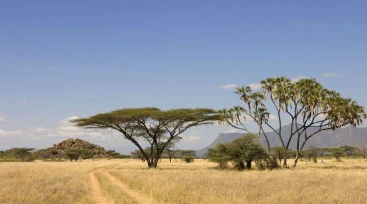 Savana