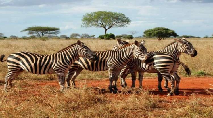 Safari
