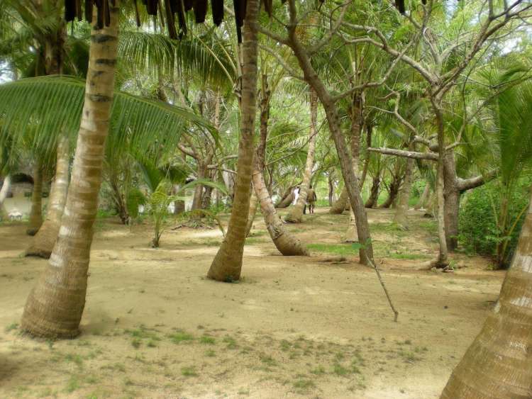 Giardino