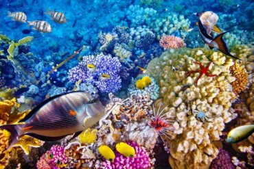 Autunno a Sharm el Sheikh volo e soggiorno tutto incluso da 777 € all inclusive
