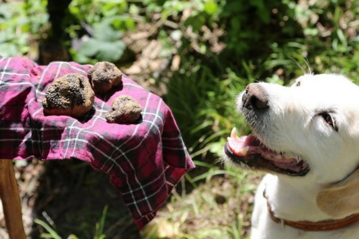 Caccia al tartufo nelle Langhe