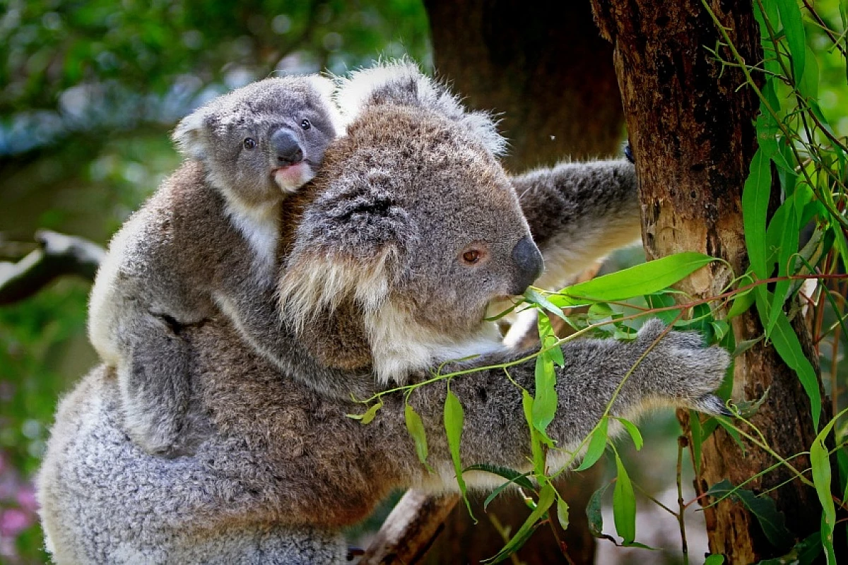 Australia, gli imperdibili: il primo viaggio non si scorda mai