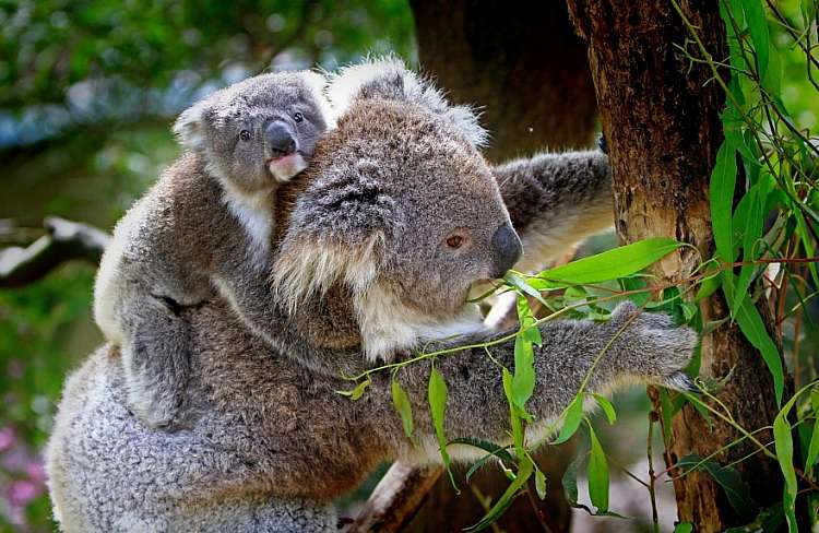 Australia, gli imperdibili: il primo viaggio non si scorda mai