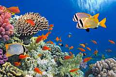 Sharm Sheikh Il Mare Più Bello del Mondo Al Prezzo Più Basso Del Mondo