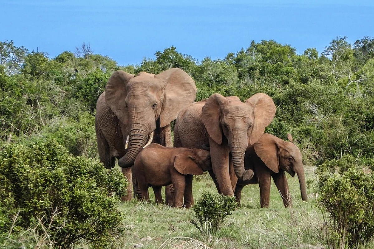 Sudafrica:  Città del Capo e safari al Parco Nazionale Kruger