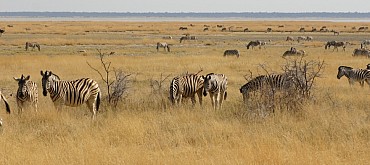 La Splendida Namibia Fly & Drive. SCONTO SPECIALE.Prenotazione on line