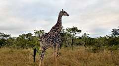 Safari e Avvistamento Balene. SCONTO SPECIALE. Prenotazione on line