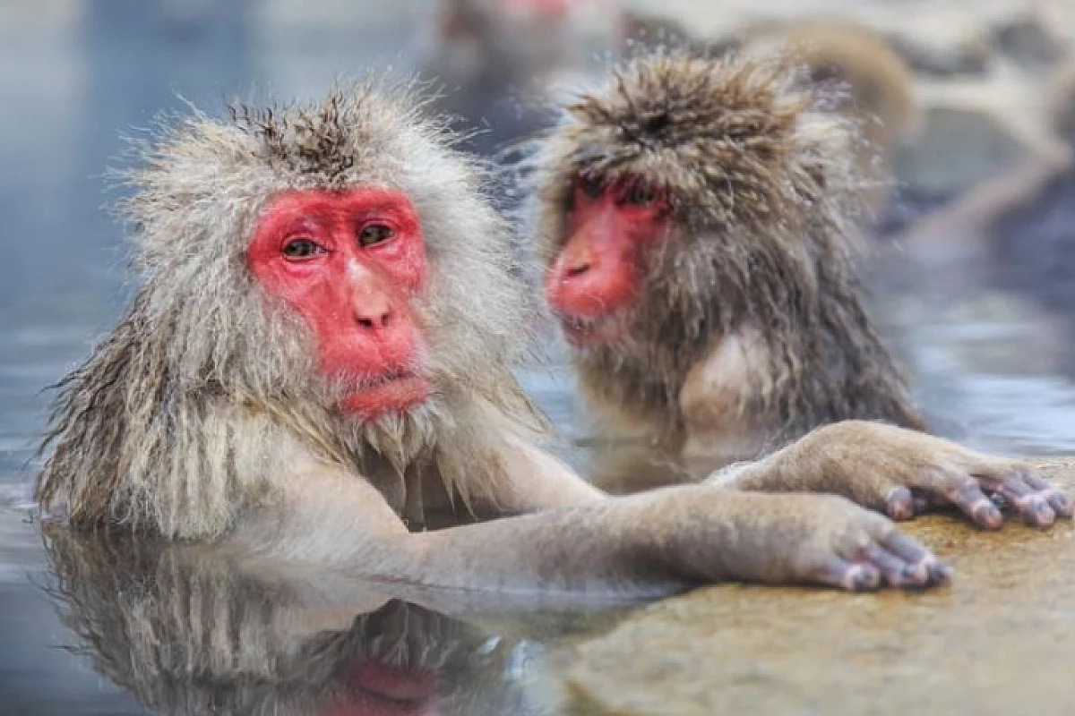 Viaggio in Giappone: Castelli, terme e scimmie delle nevi