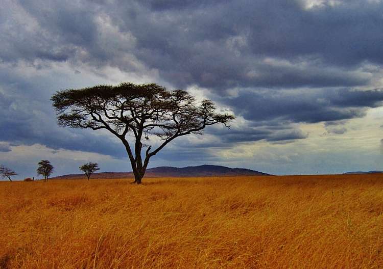Tanzania: safari privato + mare a Zanzibar - Volo Incluso