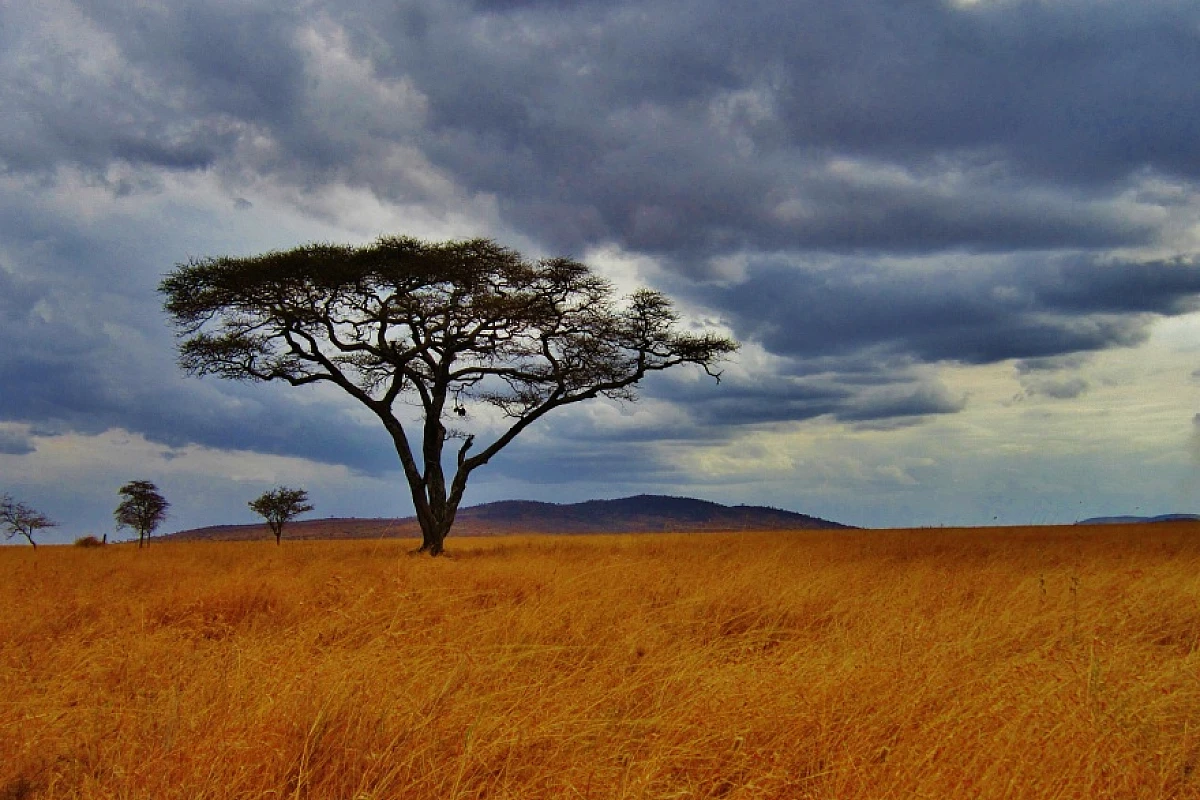 Tanzania. Un esperienza indimenticabile con Safari Mbogo (A)