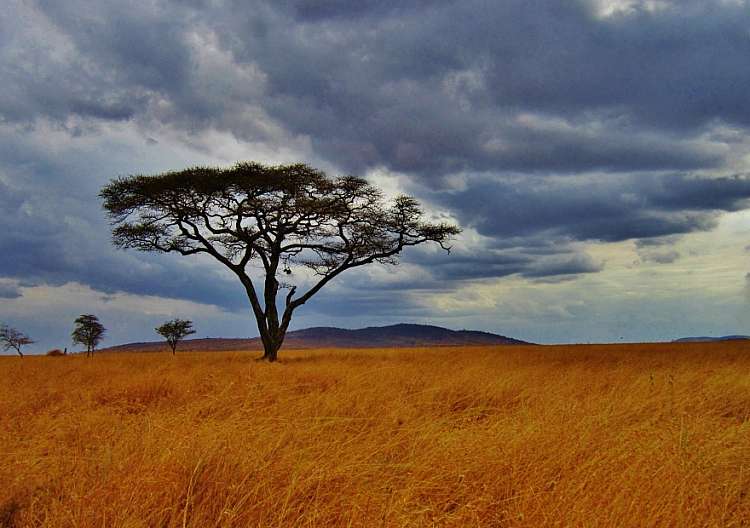 Tanzania. Un esperienza indimenticabile con Safari Mbogo (A)