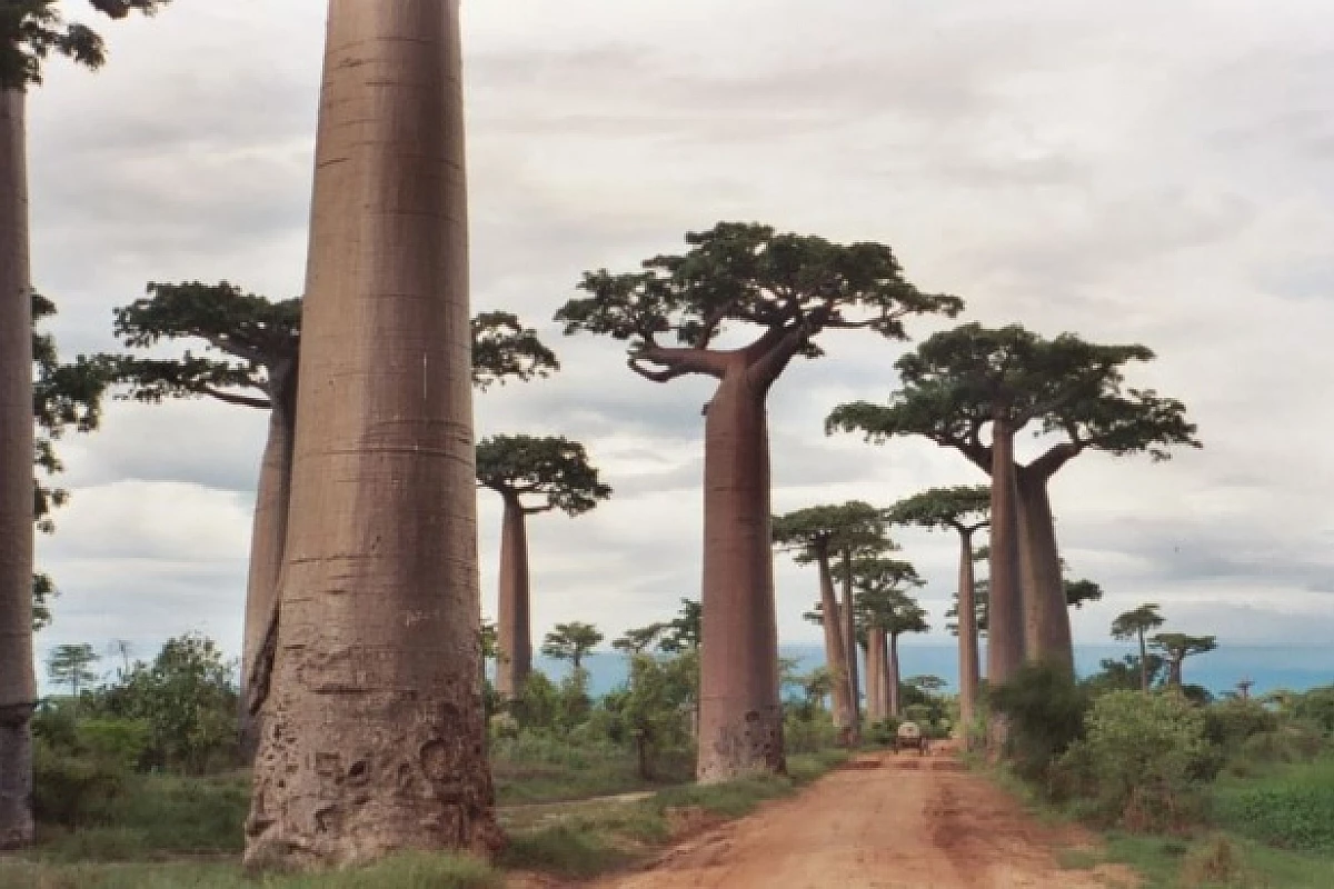 Viaggio nel Madagascar Classico con  Tsingy e Viale dei Baobabs