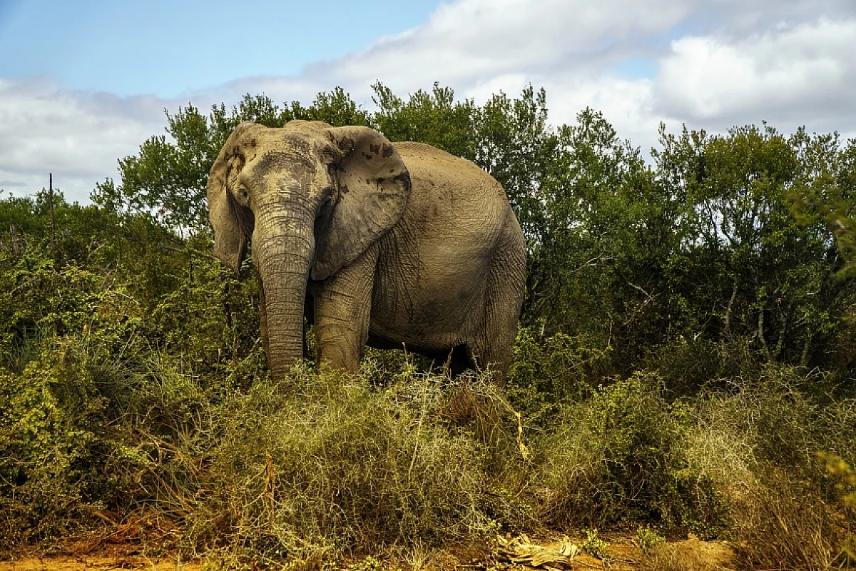 Sudafrica. Safari in Sudafrica low-cost nel Parco Nazionale Kruger (A)