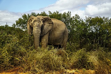 Sudafrica. Safari in Sudafrica low-cost nel Parco Nazionale Kruger