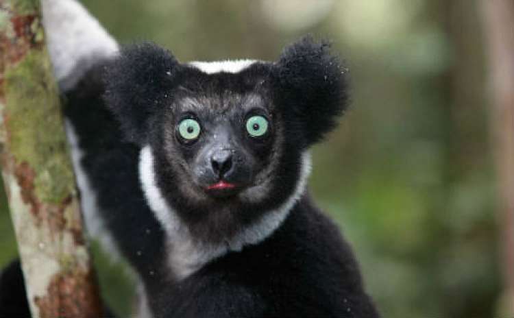15 gg Viaggio Classico per il sud del Madagascar da €2300
