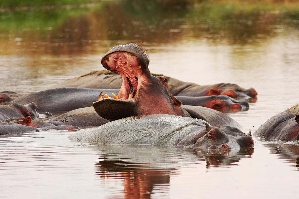 Tanzania del Sud Safari Dell'ippopotamo Parchi Selous E Ruaha A