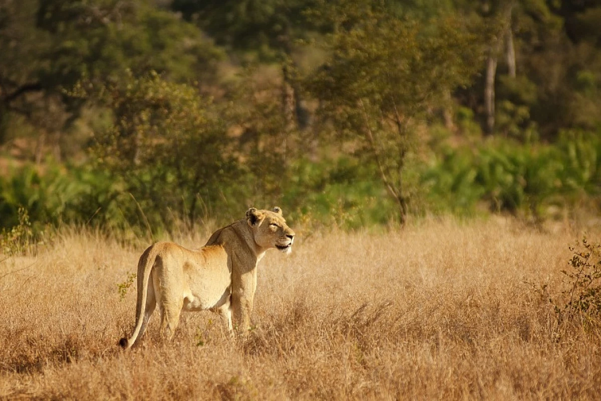 Sudafrica. Safari di gruppo. avventura di 11 giorni 10 notti (A)