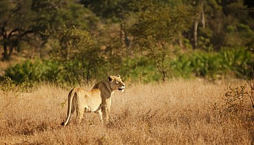 Sudafrica. Safari di gruppo. avventura di 11 giorni 10 notti (A)