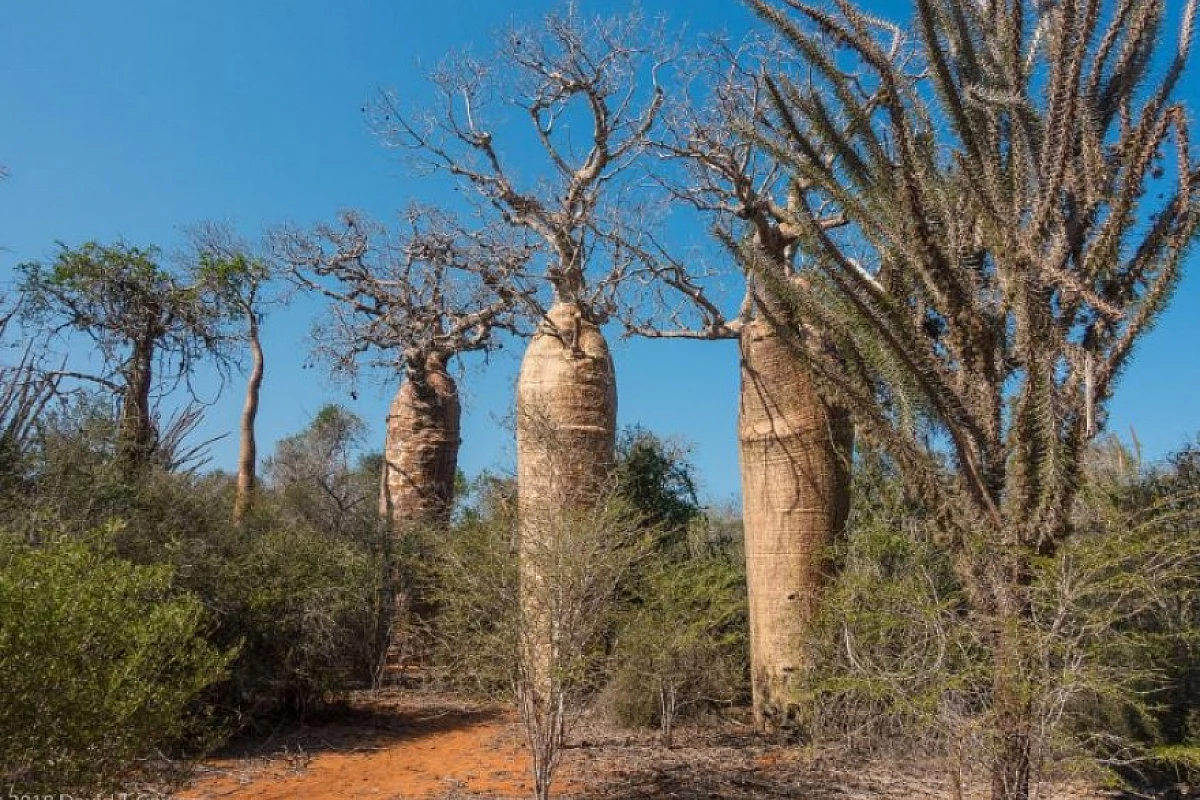 Viaggio nel Madagascar Classico con  Tsingy e Viale dei Baobabs
