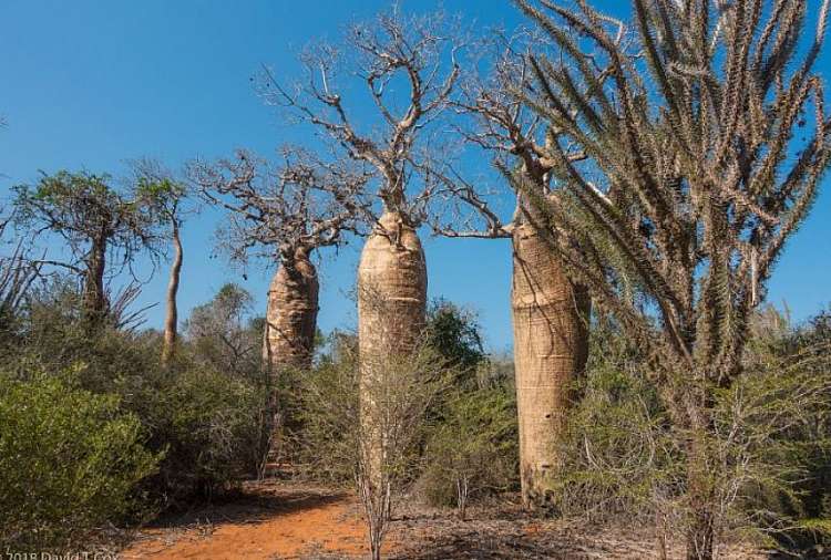 Viaggio nel Madagascar Classico con Tsingy e Viale dei Baobabs