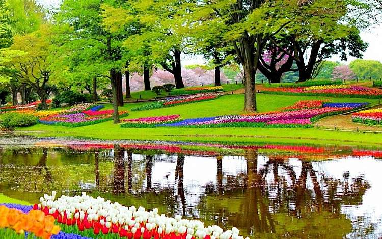 Amsterdam tra i Tulipani in Fiore a partire da soli 525 euro