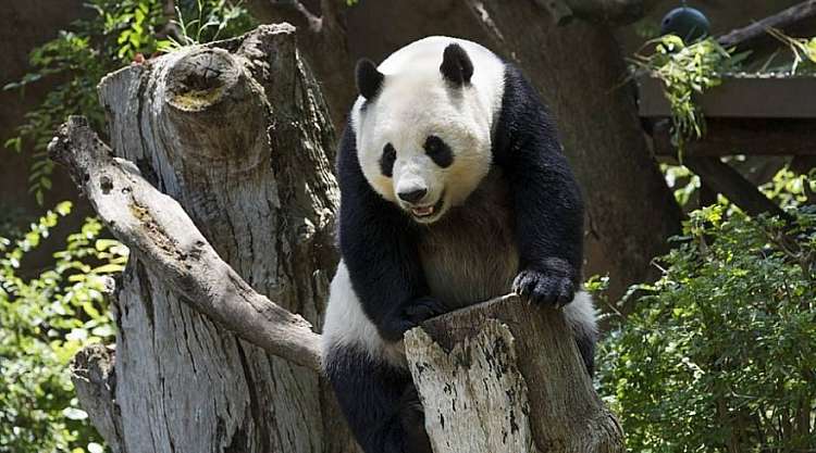 Cina Classica e Panda dal 14 al 22 marzo 2020 - da 1.819,00 euro