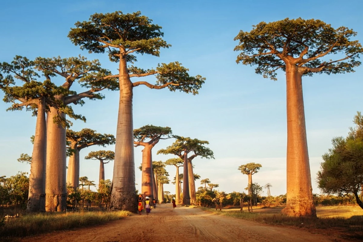 Viaggio nel Madagascar Classico con  Tsingy e Viale dei Baobabs