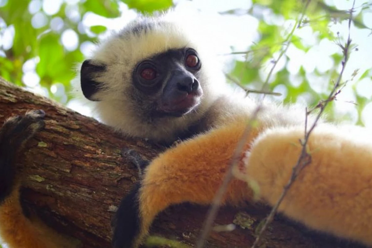 MADAGASCAR - Mini Tour di 4 giorni per ammirare i colori dell'isola!