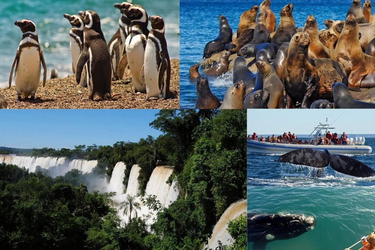 Tour completo: le Meraviglie della Patagonia e le Cascate di Iguazù!