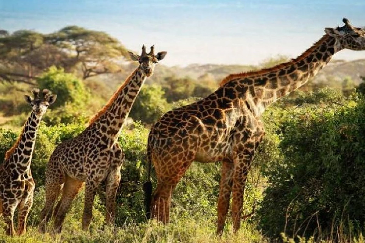 KENYA - Safari e soggiorno mare direttamente sulla spiaggia Sardegna2!