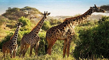 KENYA - Safari e soggiorno mare direttamente sulla spiaggia Sardegna2!