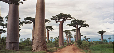 Madagascar Express 12 gg da €1600 pp voli internazionali inclusi