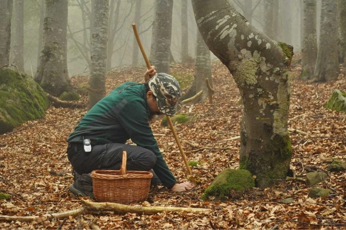 Alla scoperta della Val Taro in cerca di funghi e salmerini